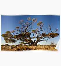 Outback Tree Poster