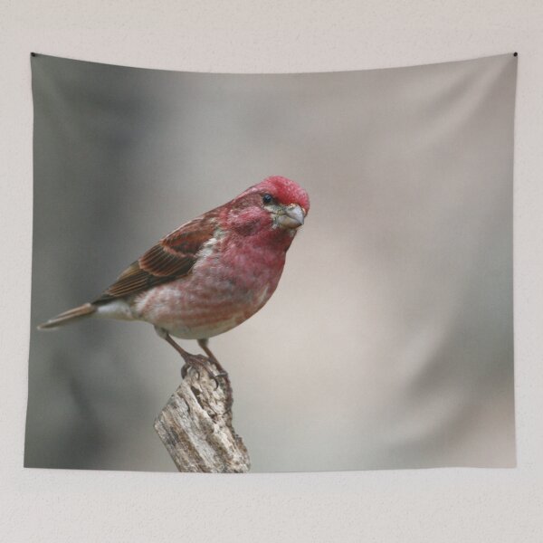 Item preview, Purple Finch designed and sold by Enola Gay Wagner.