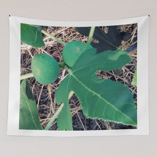 Item preview, Unripe Figs designed and sold by brusling.