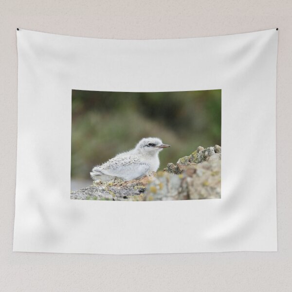 Item preview, Juvenile Tern - Catlins - NZ designed and sold by AndreaEL.