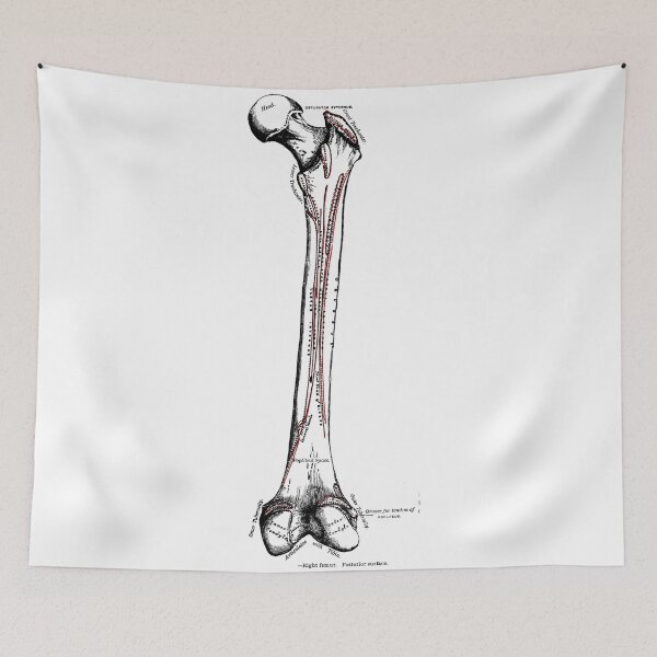 Item preview, Right Femur - Posterior Surface. designed and sold by timothybeighton.