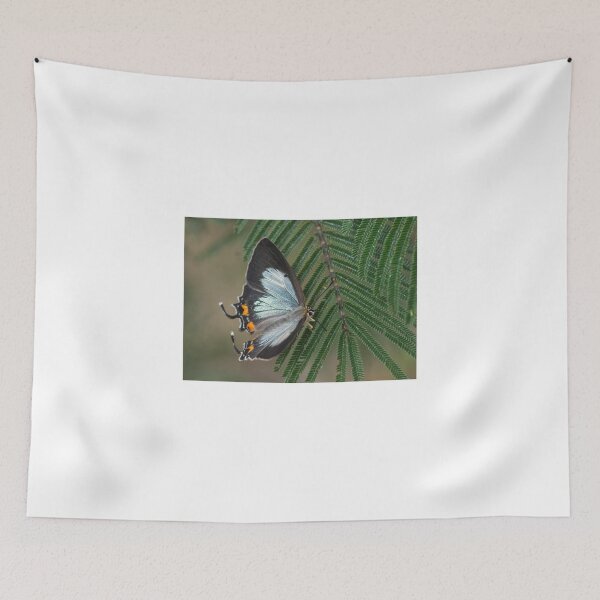Item preview, Imperial Blue Butterfly Dec 2015 designed and sold by pcbermagui.