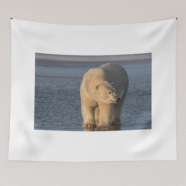 Item preview, STOCK ~ Polar Bear #4 - Checking Things Out designed and sold by akaurora.