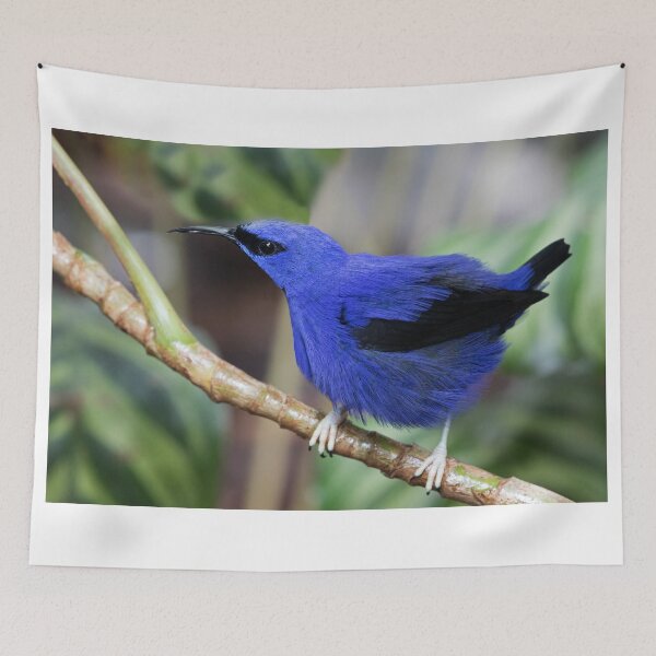 Aperçu de l'œuvre Shining Honeycreeper créée et vendue par WorldDesign.