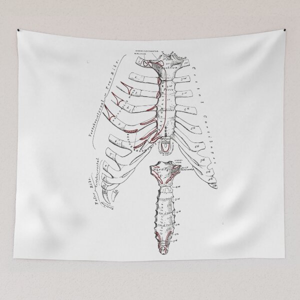 Item preview, 'The  Sternum and Costal Cartilages' and 'Posterior surface of the Sternum'. designed and sold by timothybeighton.