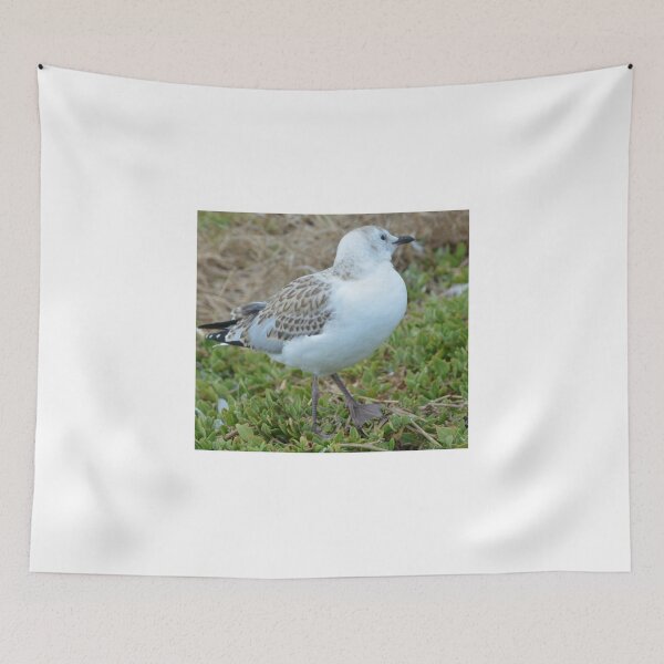 Item preview, SEAGULL CHICK designed and sold by kazaroodie.