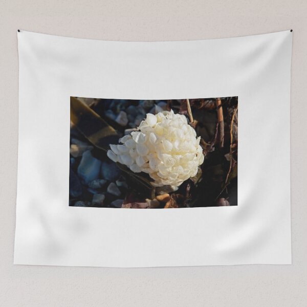 Item preview, Whelk Egg Case designed and sold by Dorset Girl.