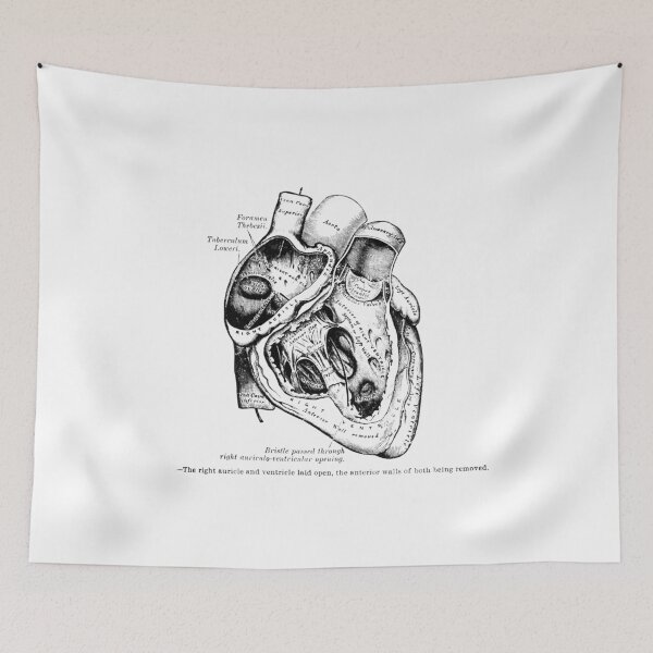 Item preview, The Heart, right ventricle openned. designed and sold by timothybeighton.