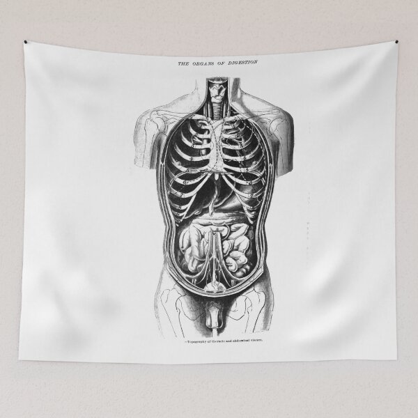 Item preview, The Organs of Digestion. designed and sold by timothybeighton.