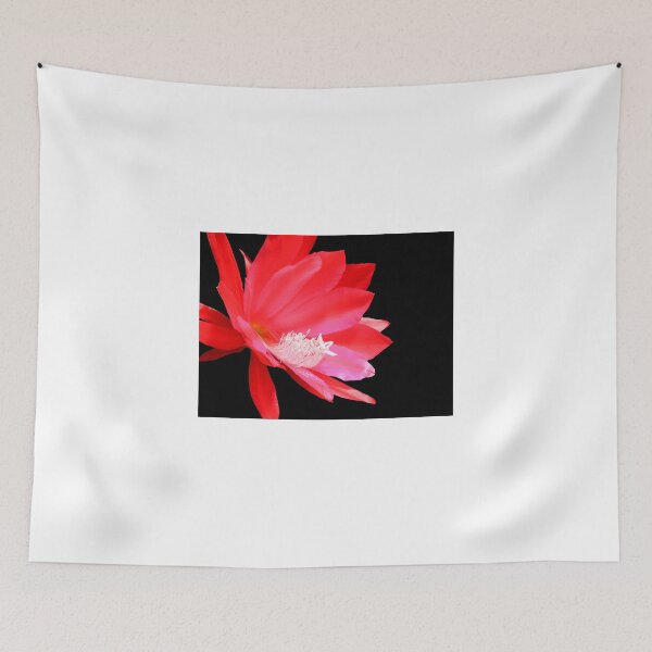 Aperçu de l'œuvre Red cactus flower isolated on black créée et vendue par Brian Scantlebury.