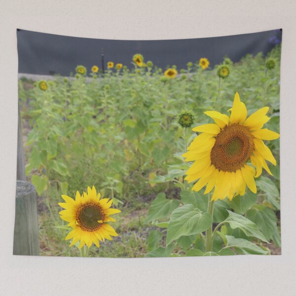 Aperçu de l'œuvre Smiling sunflowers créée et vendue par HauntedHills.