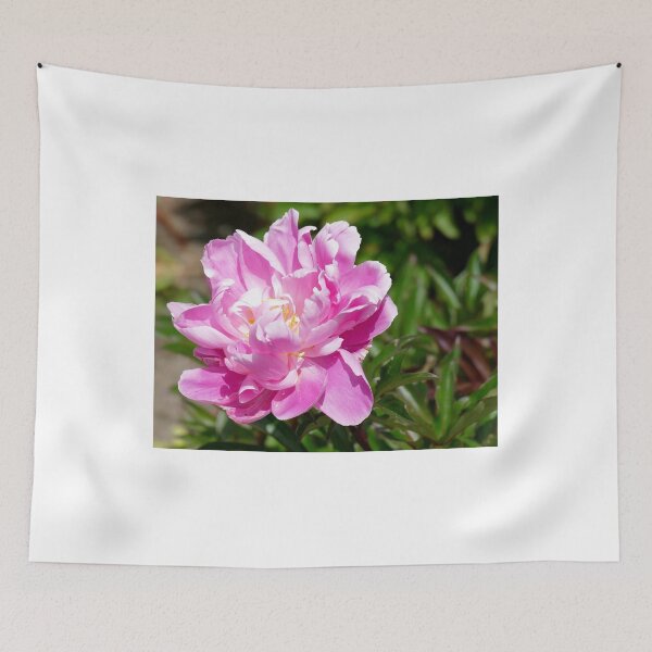 Aperçu de l'œuvre Perfect Pink Peony - Southland NZ créée et vendue par AndreaEL.