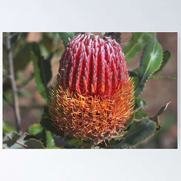 Item preview, Banksia menziesii designed and sold by andrachne.