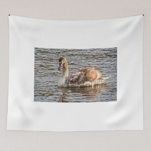 Item preview, Young Mute Swan At Exeter Quays designed and sold by Dorset Girl.