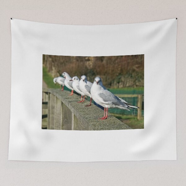 Item preview, Black-headed Gulls All In A Row designed and sold by Dorset Girl.