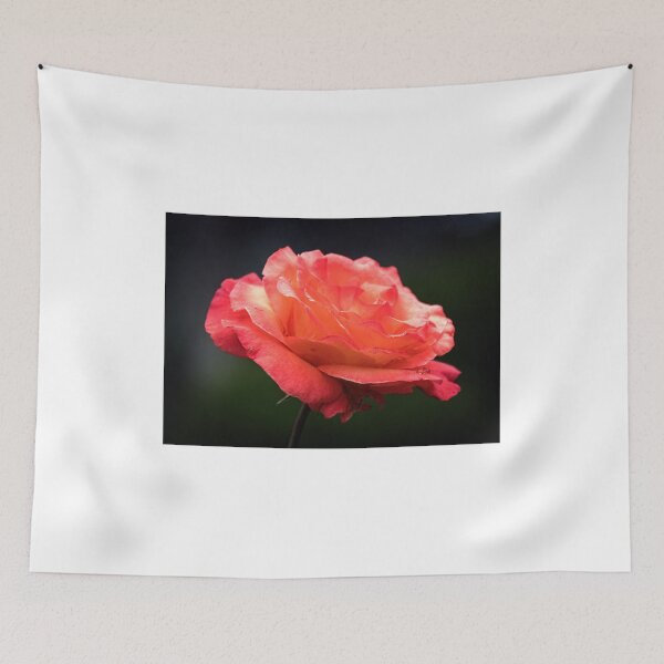 Item preview, Pink rose Leith Park Victoria 20151120 0728   designed and sold by Fred Mitchell.
