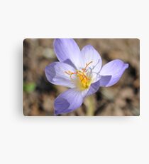 Untitled Canvas Print
