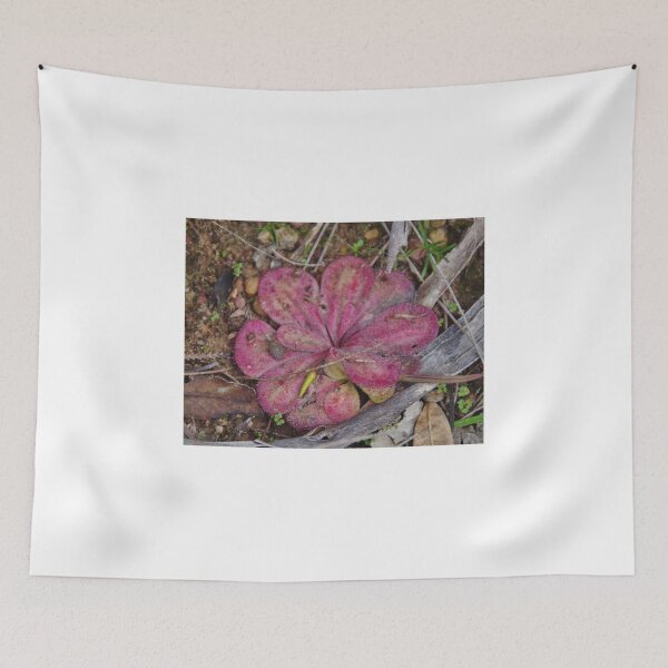 Item preview, Planta Carnivora Drosera designed and sold by lezvee.