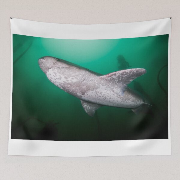Item preview, Broadnose Sevengill Shark, South Africa designed and sold by Erik Schlogl.
