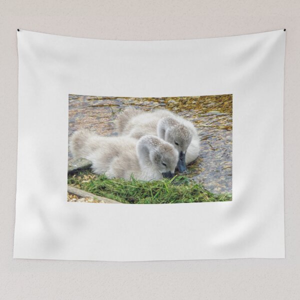 Item preview, Twin Cygnets at Abbotsbury, Dorset UK designed and sold by lynn carter.