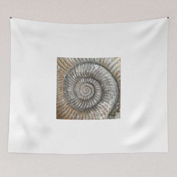 Item preview, Ammonite designed and sold by Robert Steadman.