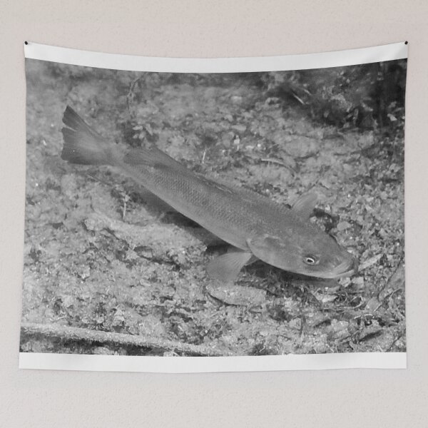 Item preview, B\W Bass designed and sold by ADM  Photography.