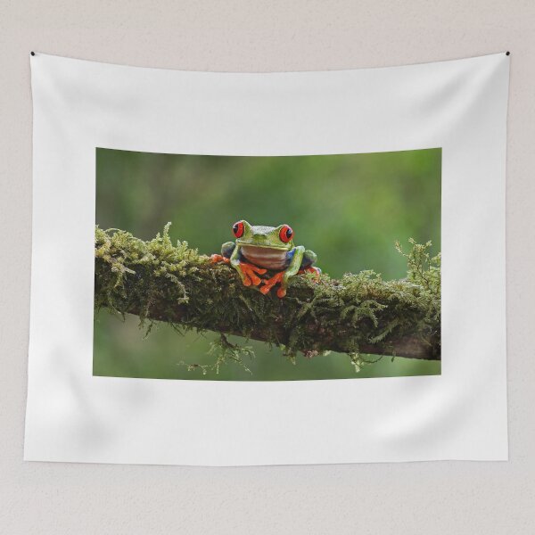 Item preview, Red-eyed Tree Frog - Costa Rica designed and sold by James Cumming.