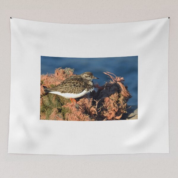 Item preview, Turnstone at Lyme Regis Harbour, Dorset UK designed and sold by lynn carter.