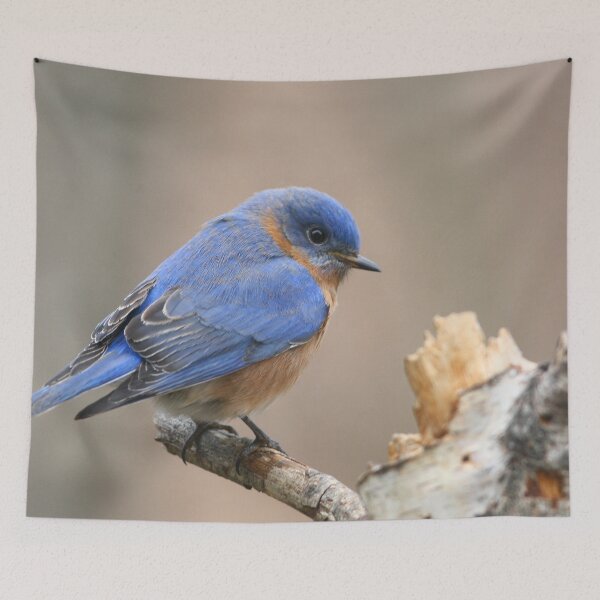Item preview, Eastern Bluebird designed and sold by Enola Gay Wagner.