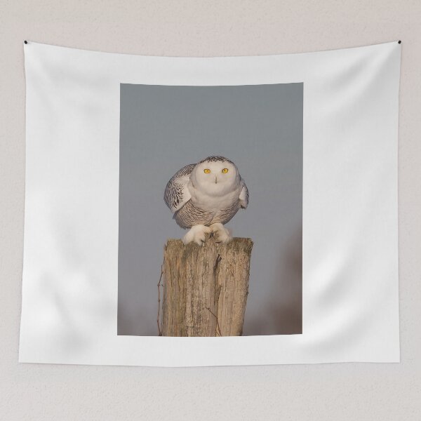 Item preview, Snowy Owl prepares for liftoff designed and sold by James Cumming.