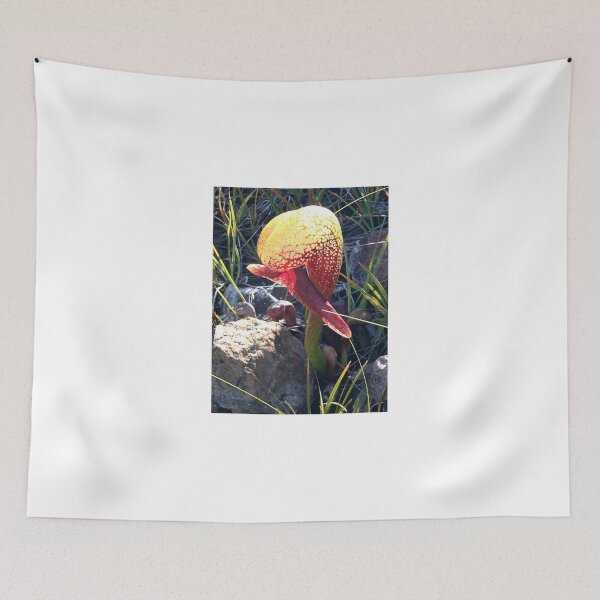 Item preview, Brilliant Darlingtonia designed and sold by JDallas63.