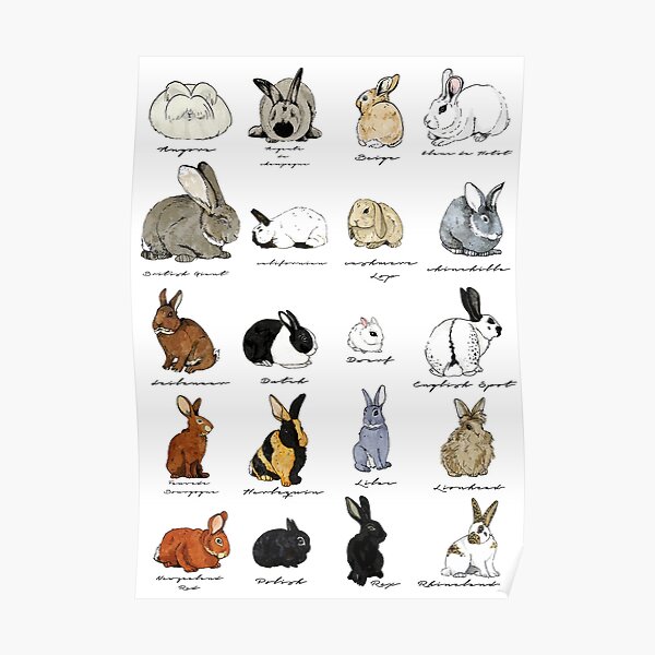 Rabbit Breeds Poster | ubicaciondepersonas.cdmx.gob.mx