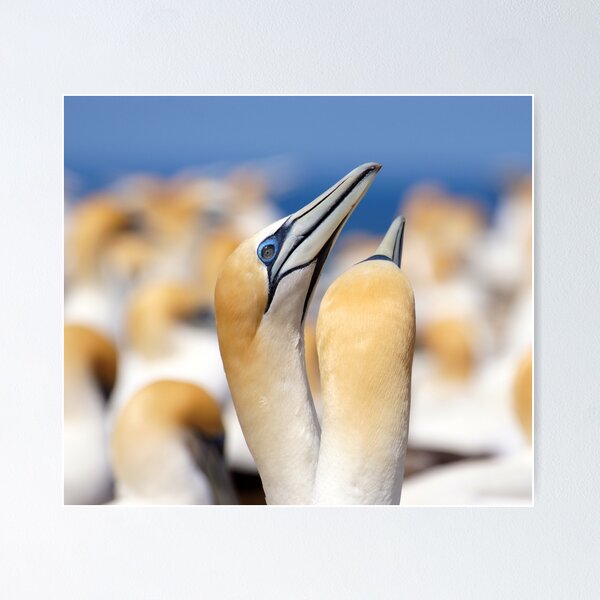 Item preview, gannet pair designed and sold by Brenda Anderson.