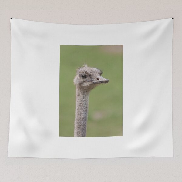 Item preview, Ostrich designed and sold by photographyk.
