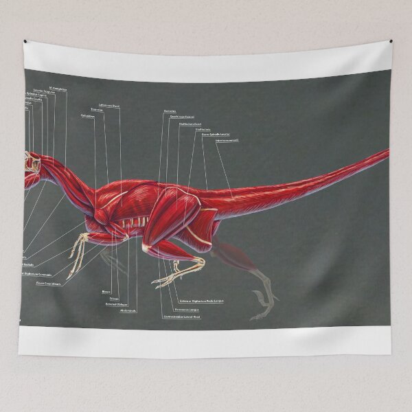 Item preview, Dakotaraptor Muscle Study designed and sold by Thedragonofdoom.