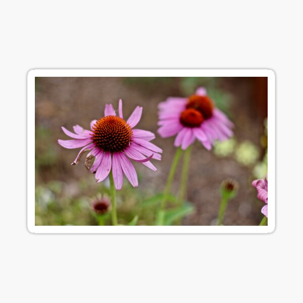 Purple Cone Flowers Sticker