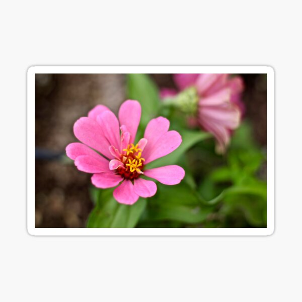 Pink Zinnia Sticker