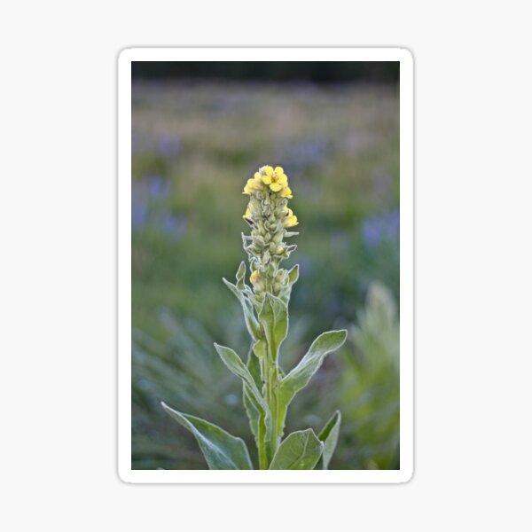 Mullein Sticker
