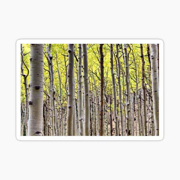 Aspen Forest Sticker