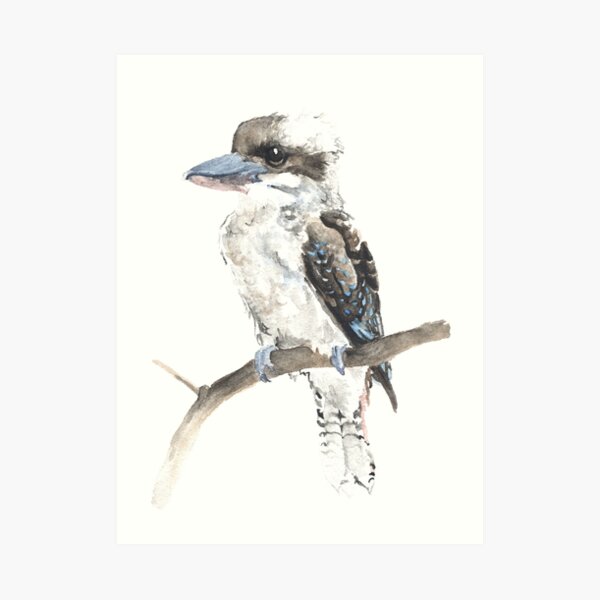 Kookaburra Art Print