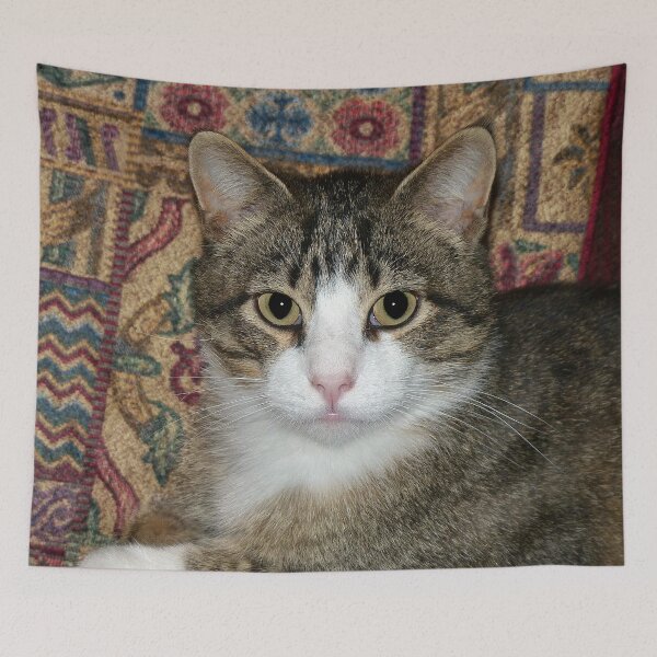 Item preview, Handsome Fellow designed and sold by Frankie Cat Photography.