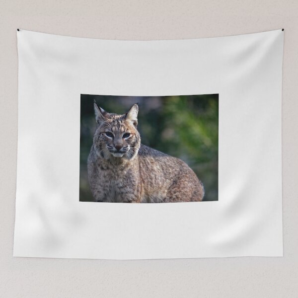 Artikelvorschau, Blaues Auge Bobcat entworfen und verkauft von WhiteOak Art Designs.