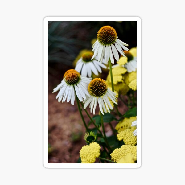 Cone Flowers Sticker