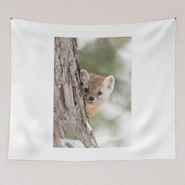 Item preview, Pine Marten - Algonquin Park designed and sold by James Cumming.