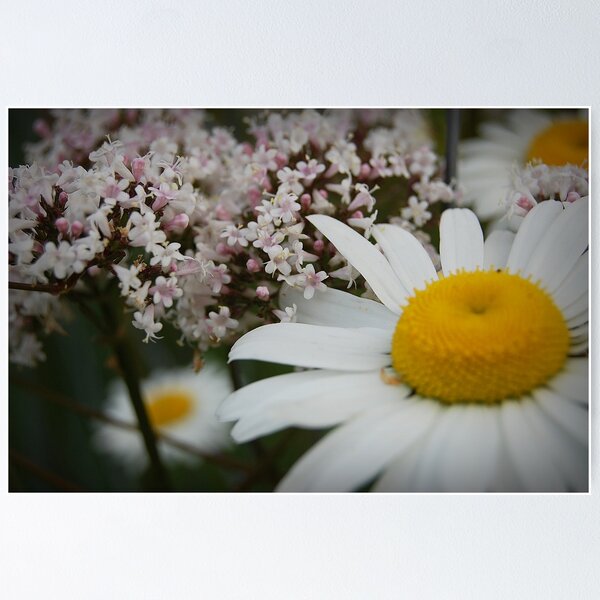 Item preview, Daisies And Verbena designed and sold by Jonice.