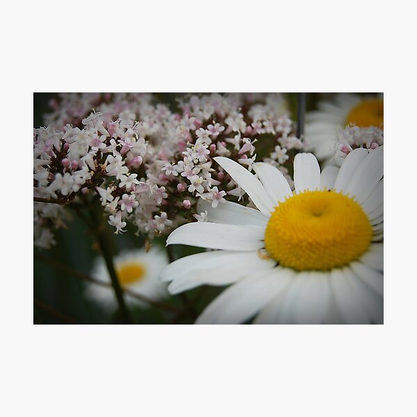 Item preview, Daisies And Verbena designed and sold by Jonice.