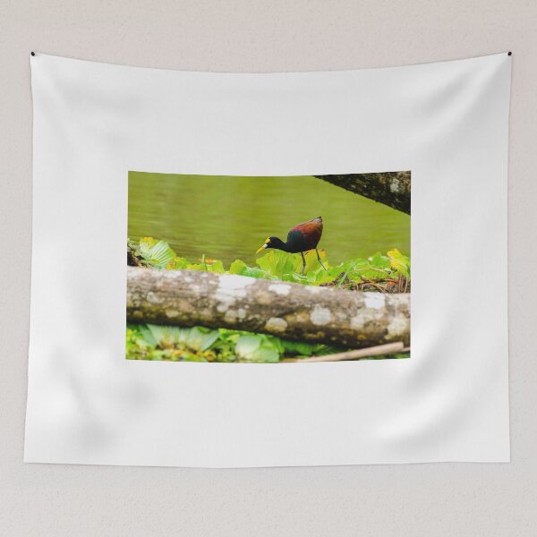 Item preview, Northern Jacana designed and sold by mcstory.