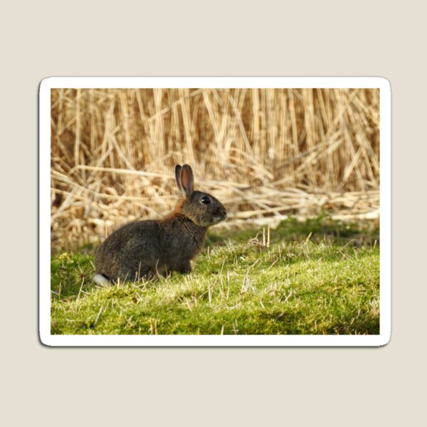 Aperçu de l'œuvre Bébé lapin sauvage créée et vendue par Louisamhocking.
