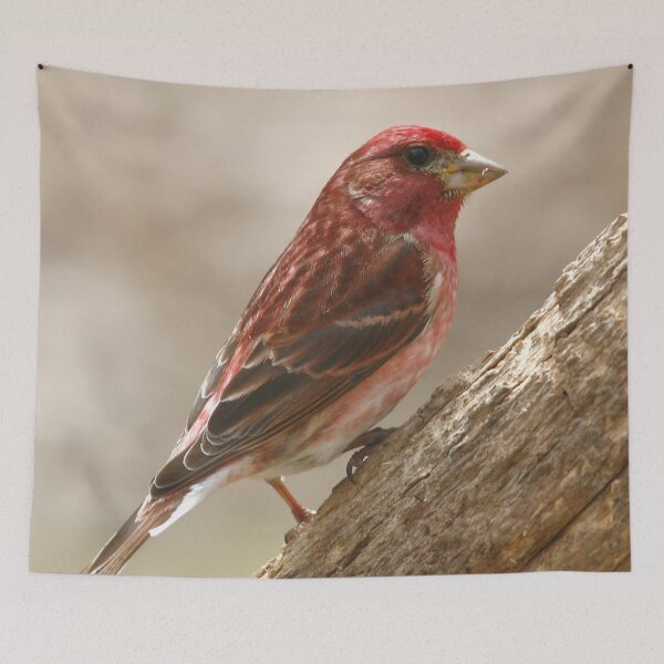 Item preview, Purple Finch designed and sold by Enola Gay Wagner.