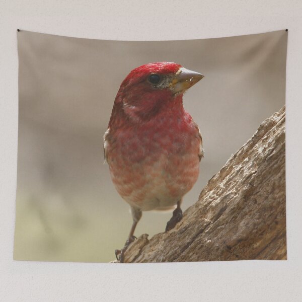 Item preview, Purple Finch designed and sold by Enola Gay Wagner.